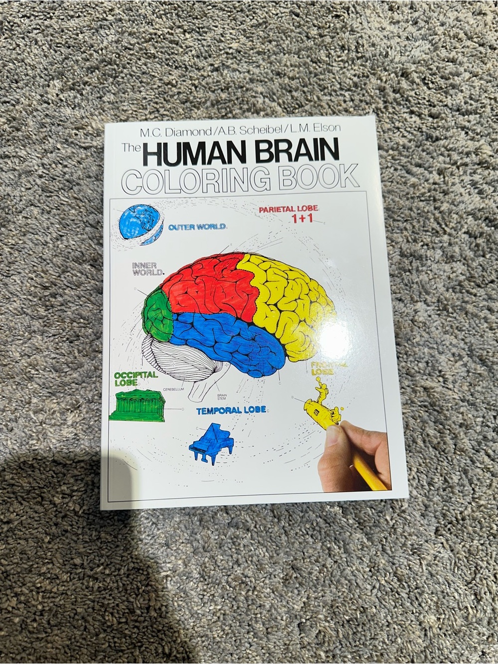 The Human Brain Coloring Book